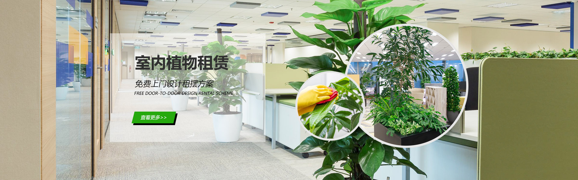 蘇州租綠植