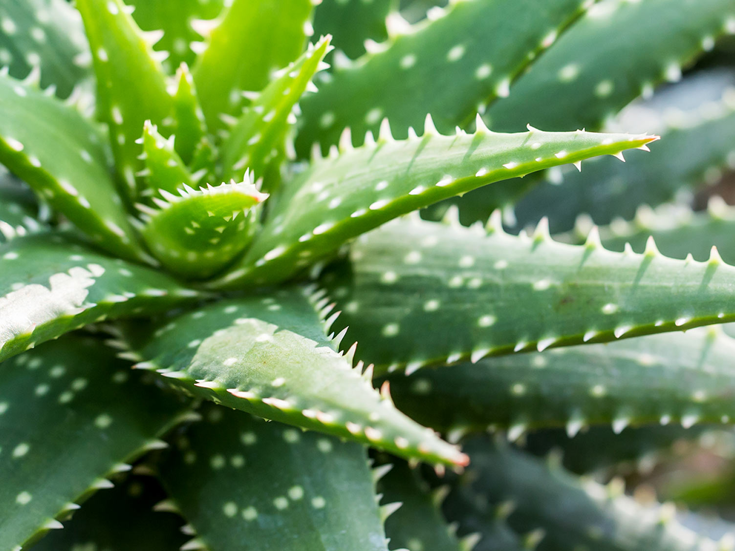 辦公室綠植租賃：5種最適合的辦公室植物